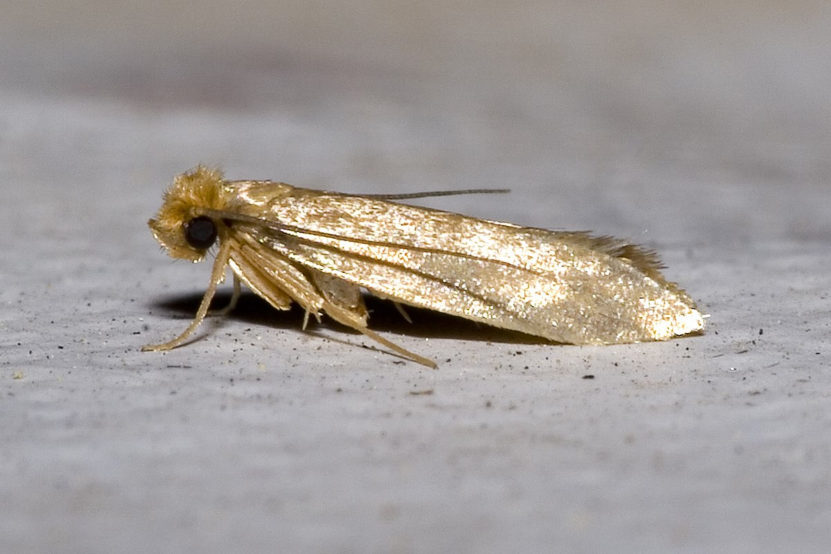Tineidae