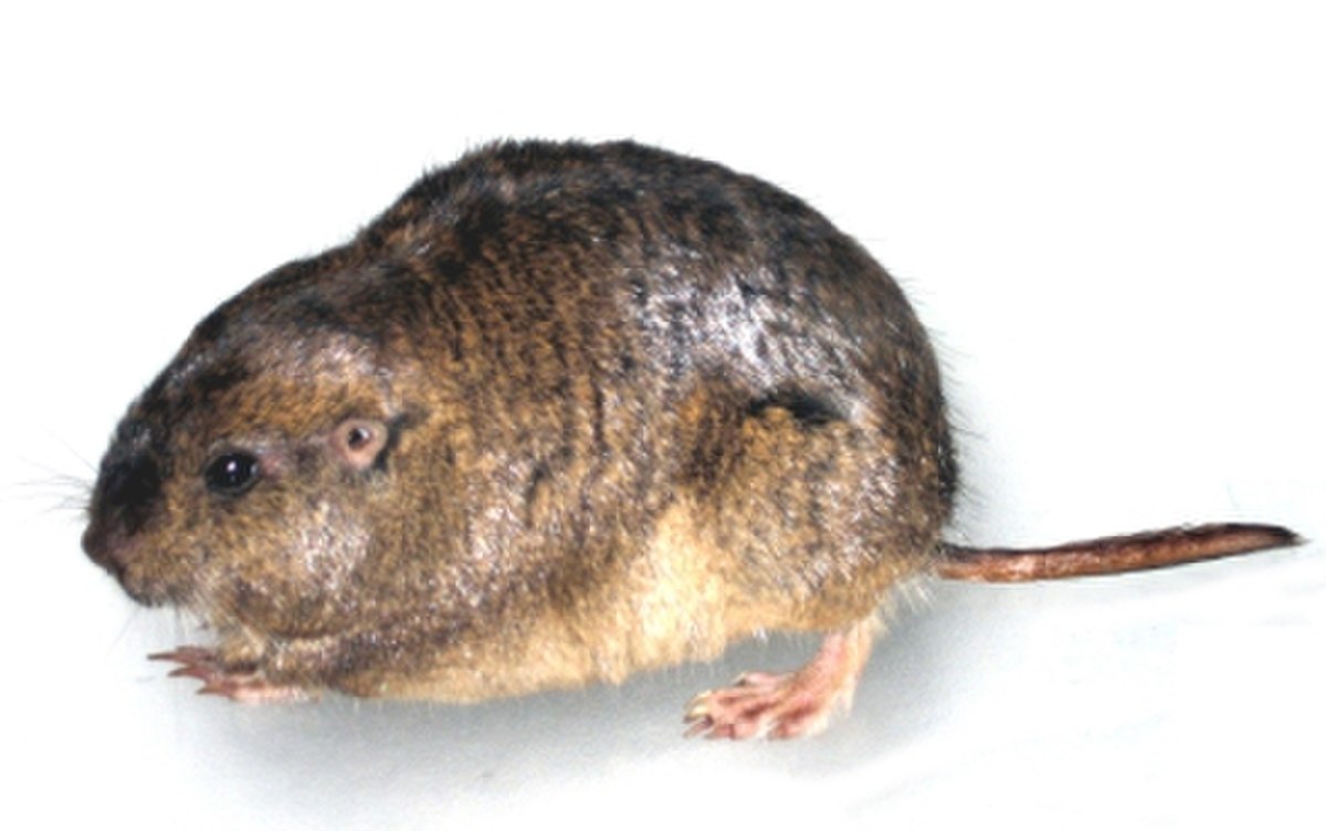 Microbiotheria