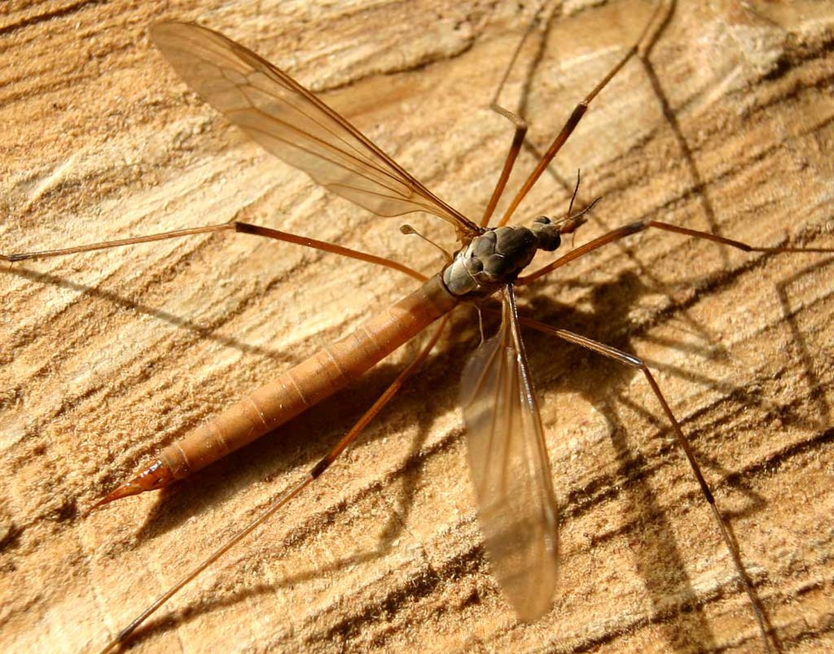 Tipulidae