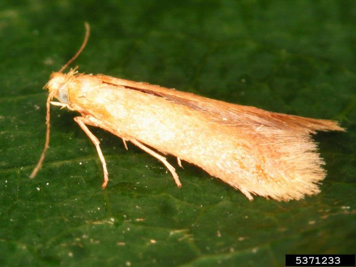 Tischeriidae