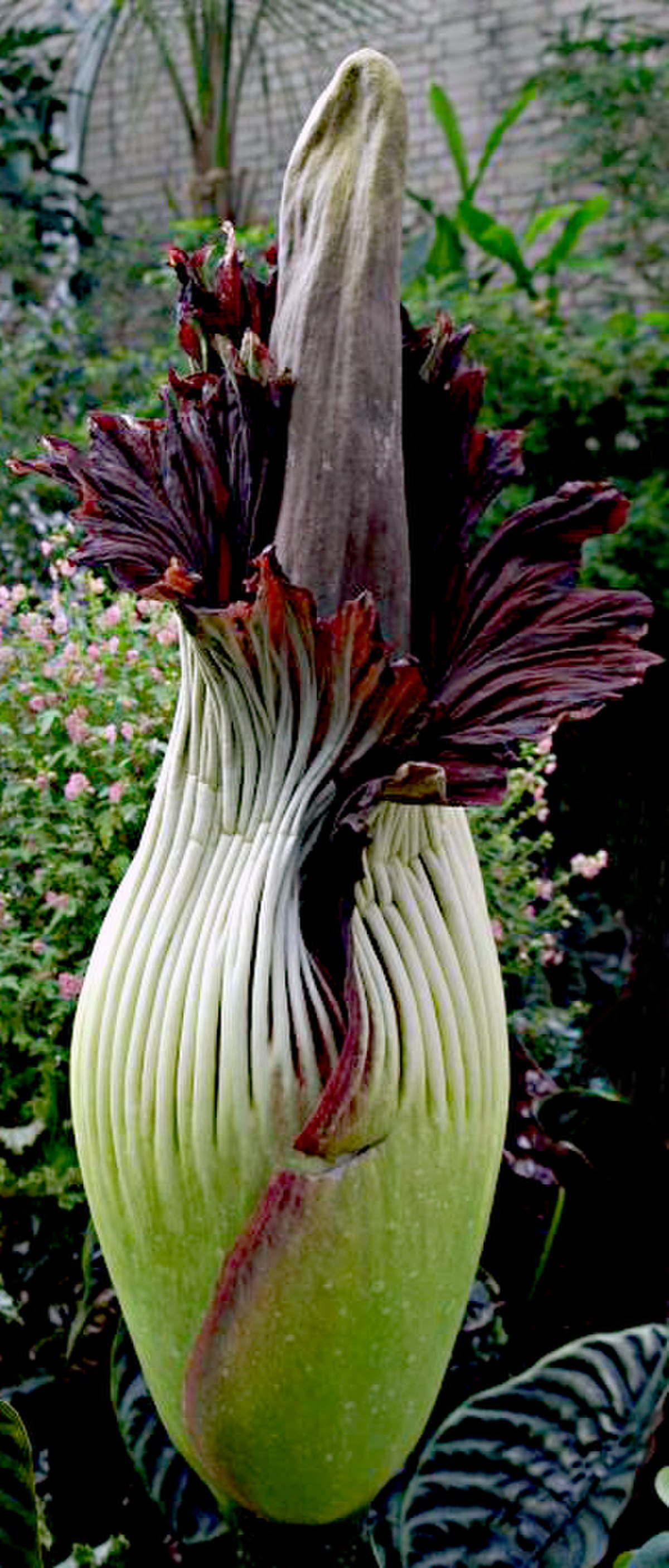Arum titan