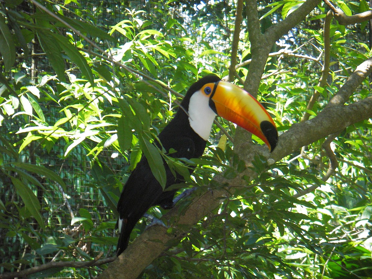 Ramphastidae