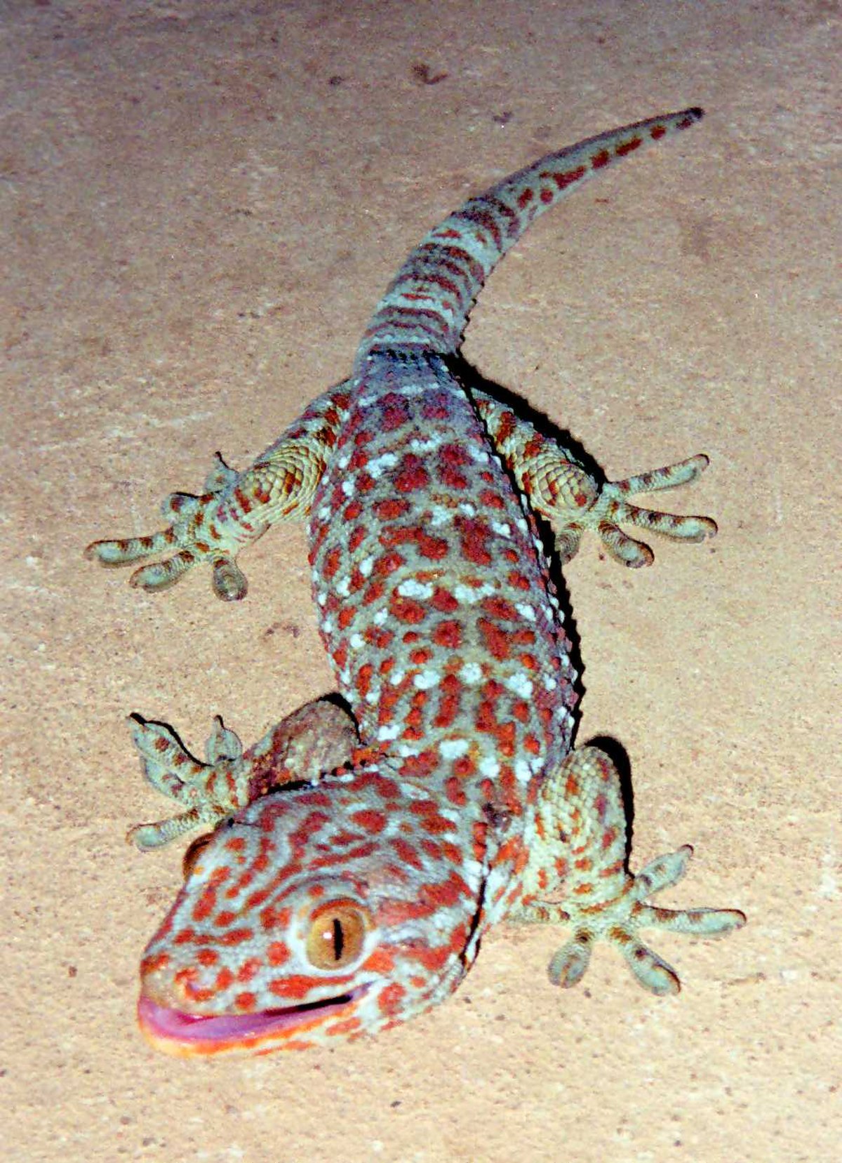 Gekko