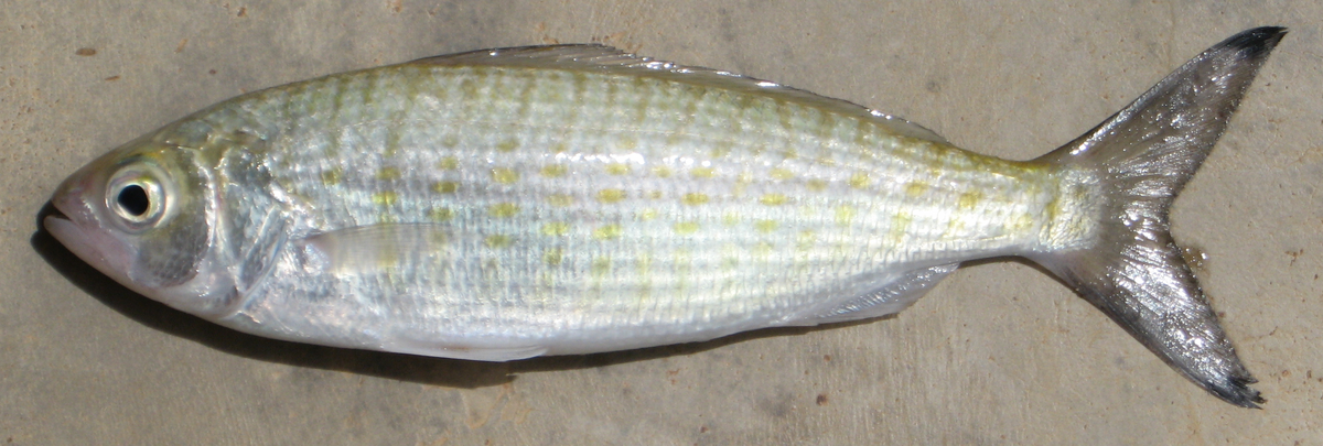 Arripidae
