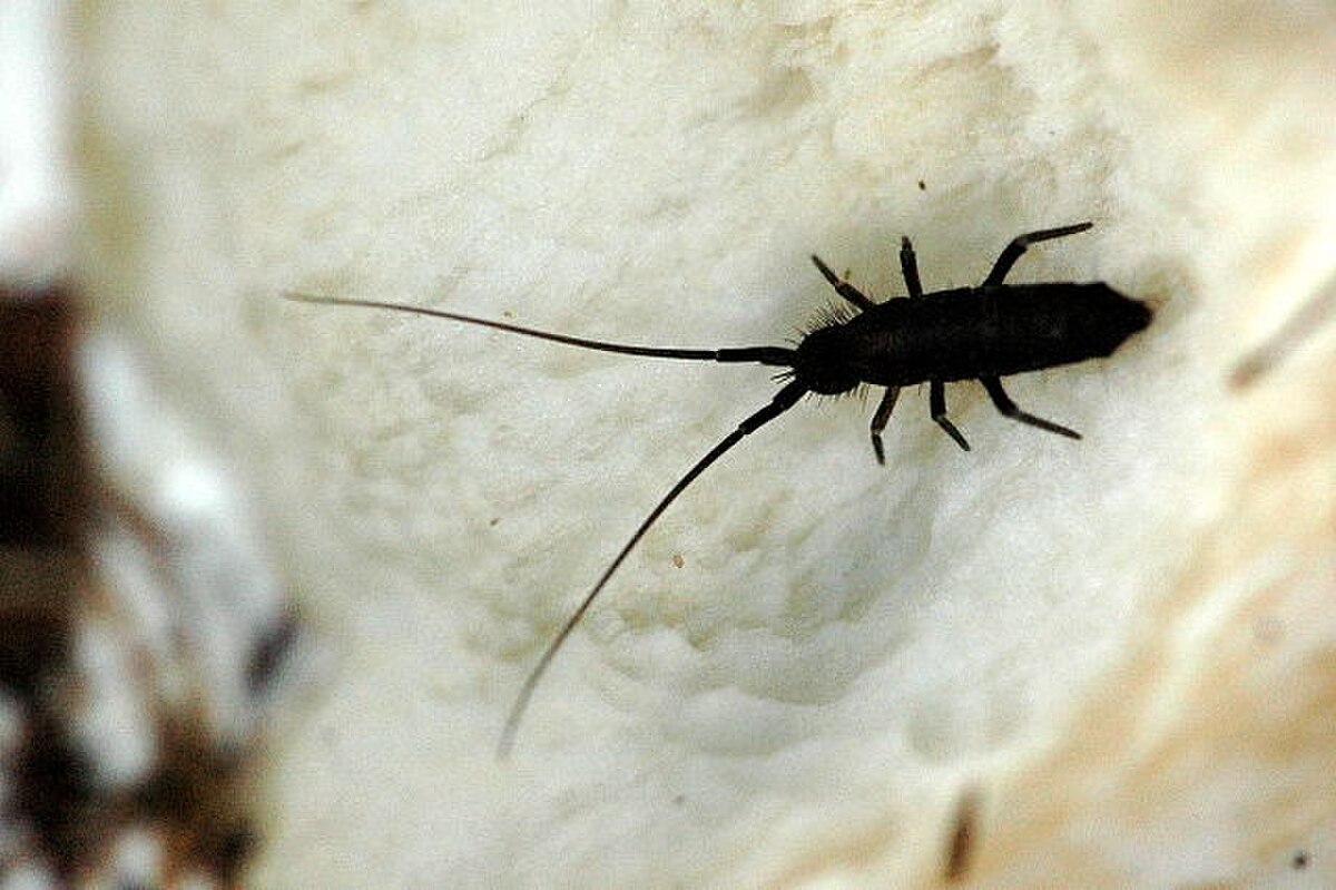 Tomoceridae