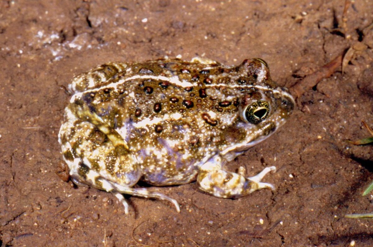 Tomopterna