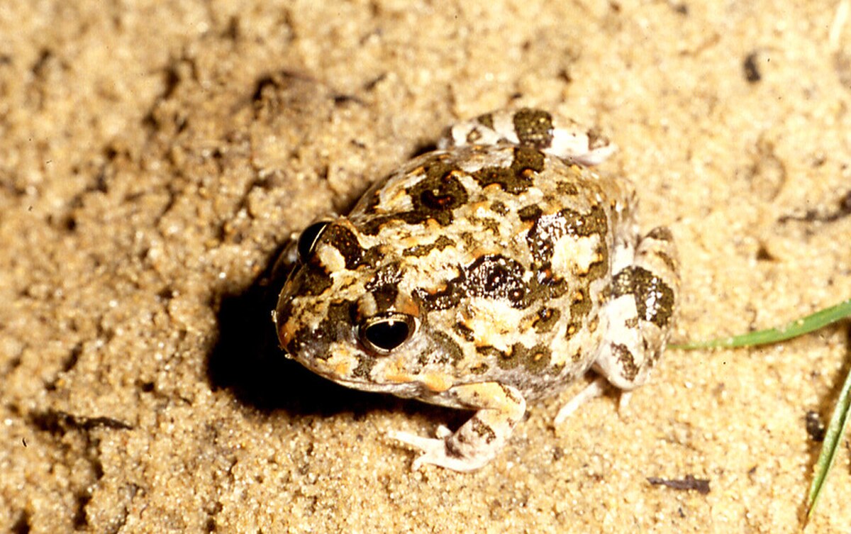 Tomopterna krugerensis