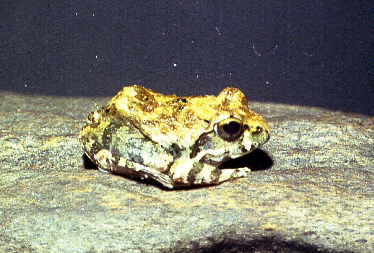 Tomopterna natalensis