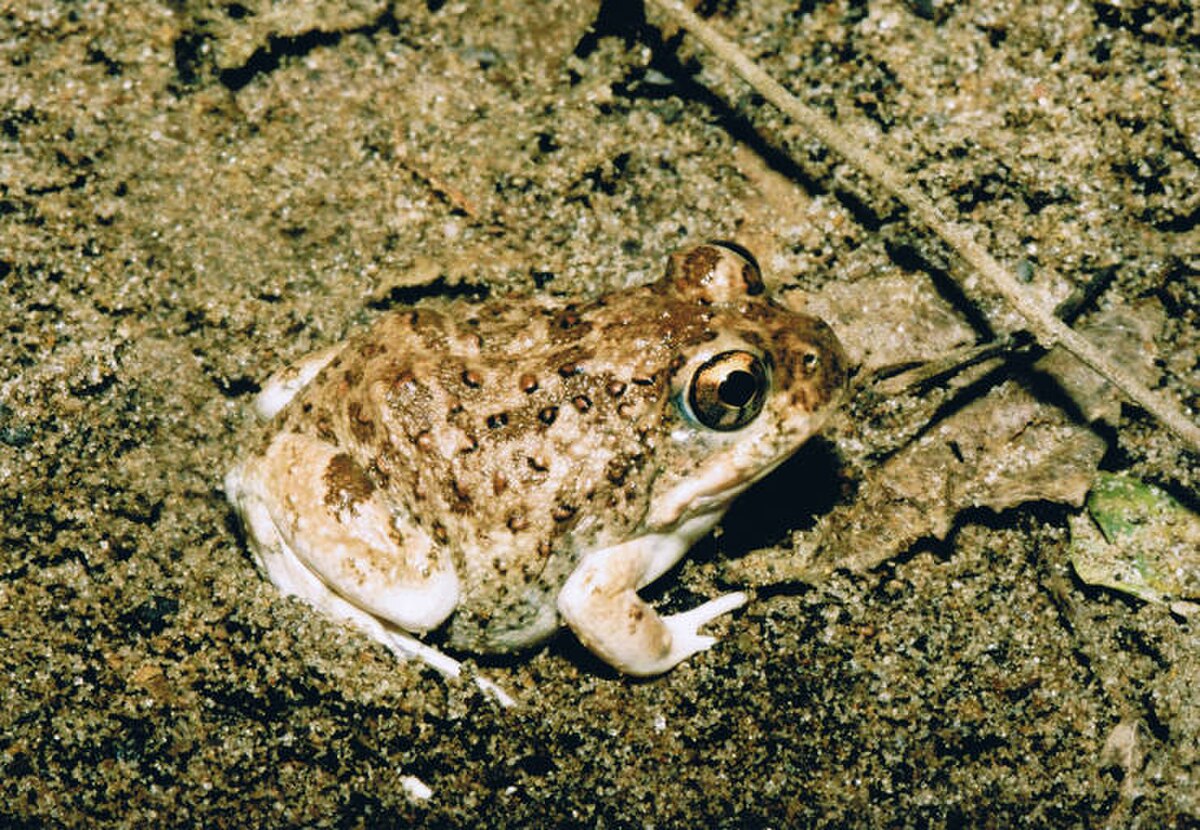 Tomopterna tandyi