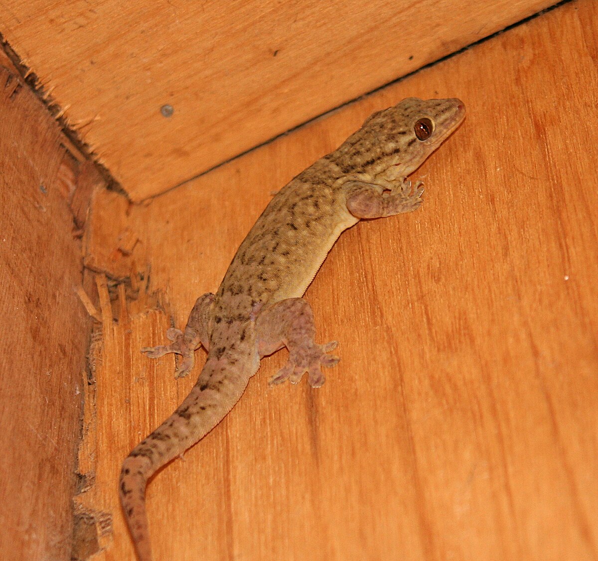 Gehyra oceanica