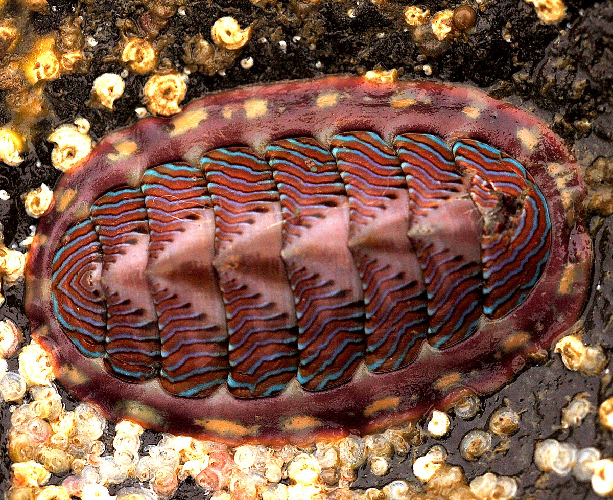 Mollusca (classification phylogénétique)