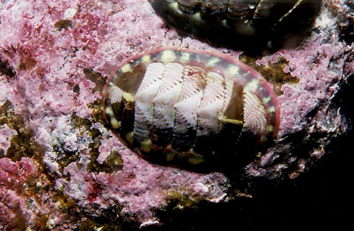 Tonicella lineata.jpg