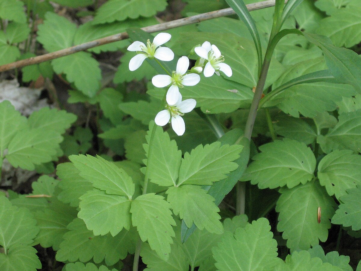 Cardamine carcajou
