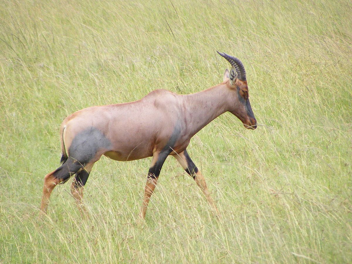 Topi Masaai Mara Kenya April 2008.JPG