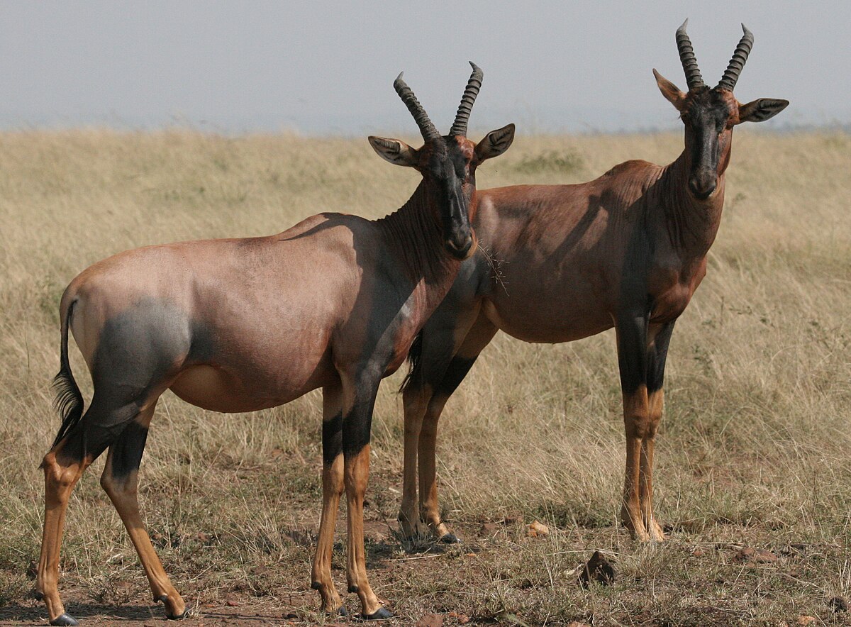 Topi