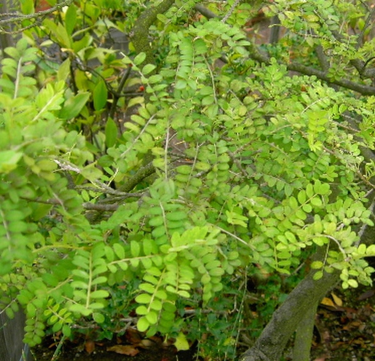Sophora toromiro