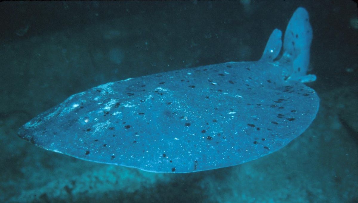 Poisson électrique