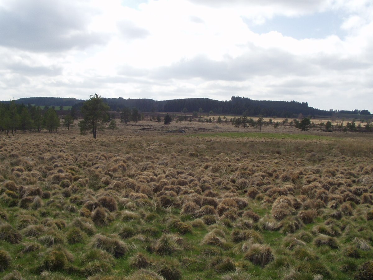 Limousine (race ovine)
