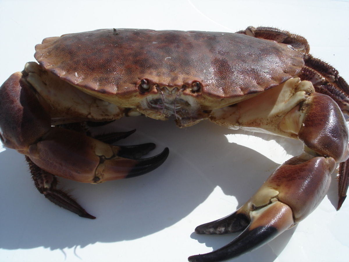 Crabe