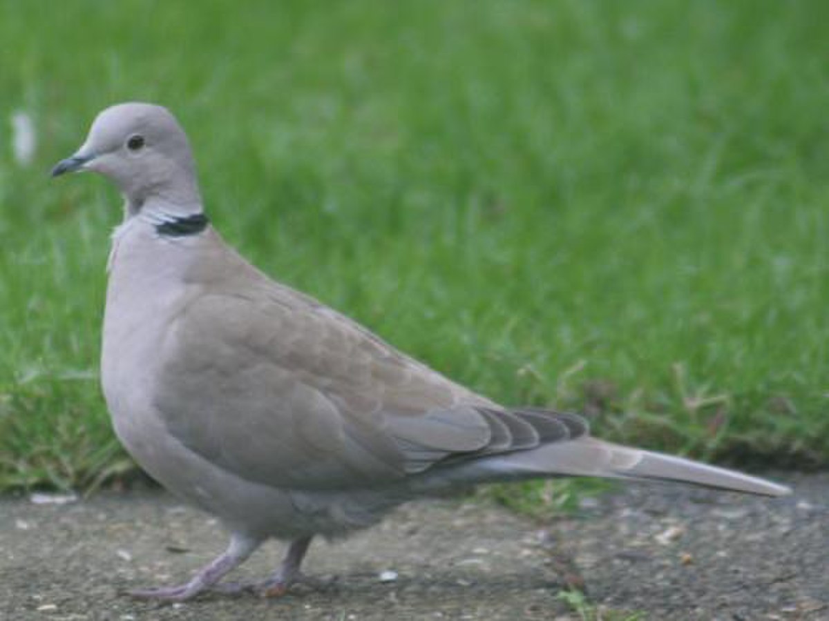 Streptopelia