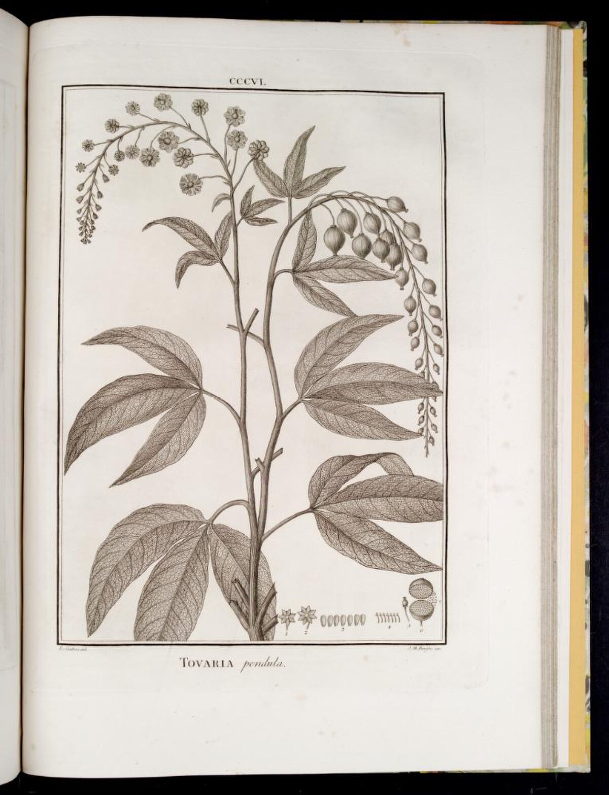 Tovariaceae
