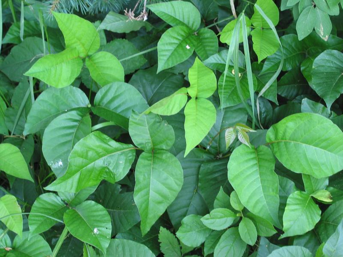 Sumac grimpant