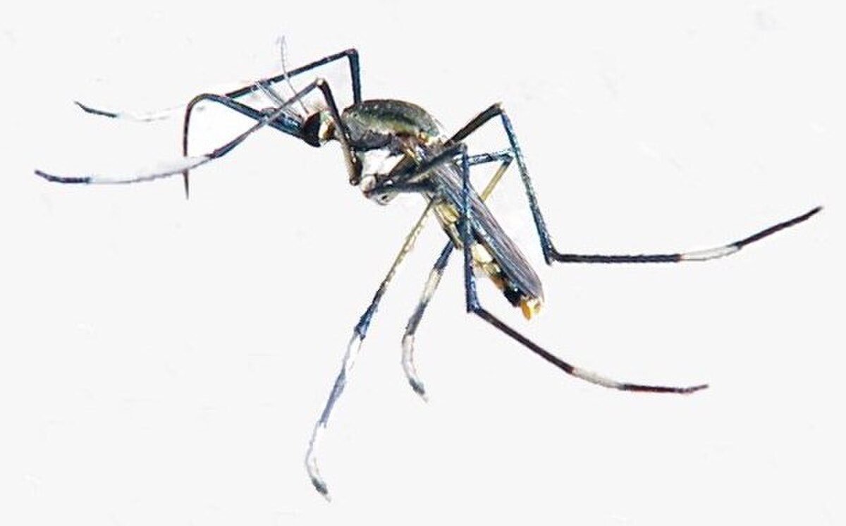 Toxorhynchites speciosus