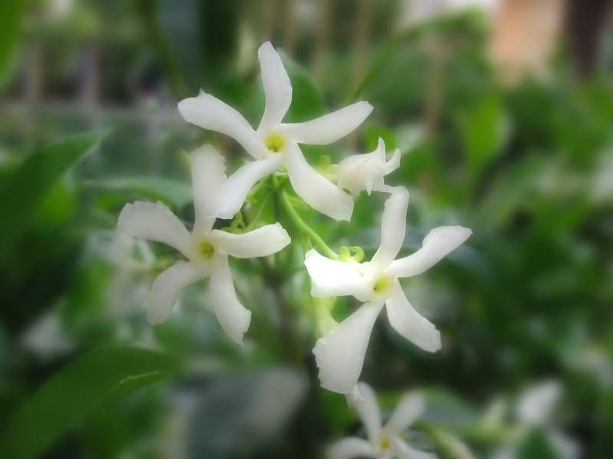 Faux jasmin