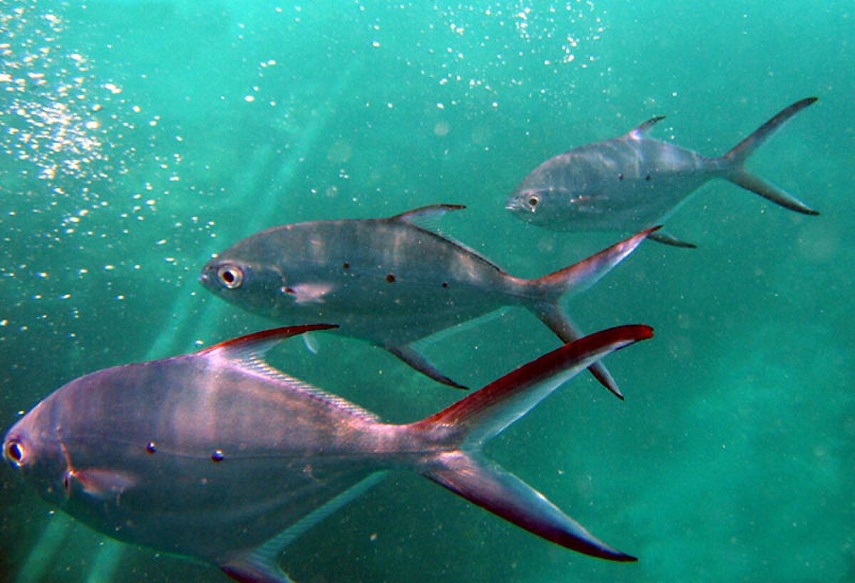 Trachinotus