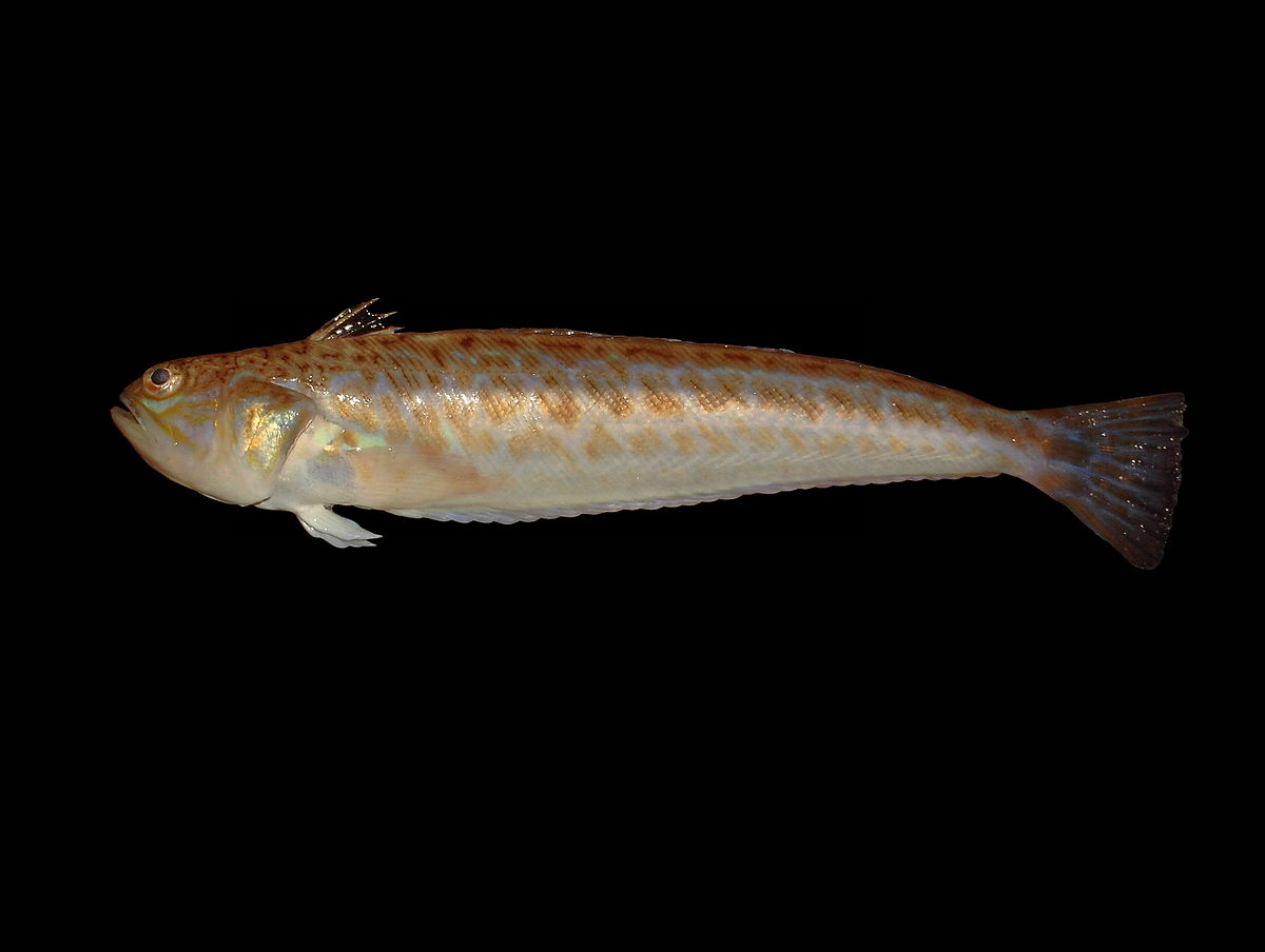 Trachinus draco