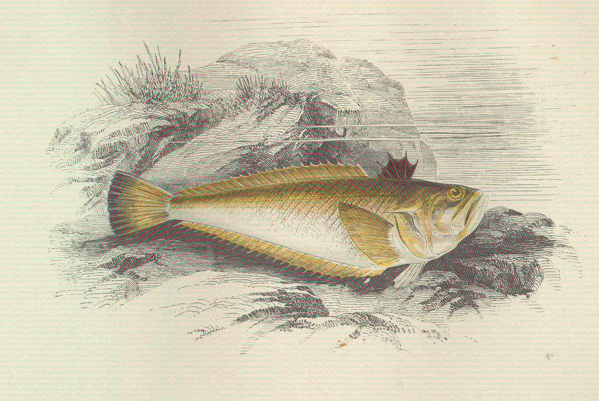 Trachinidae