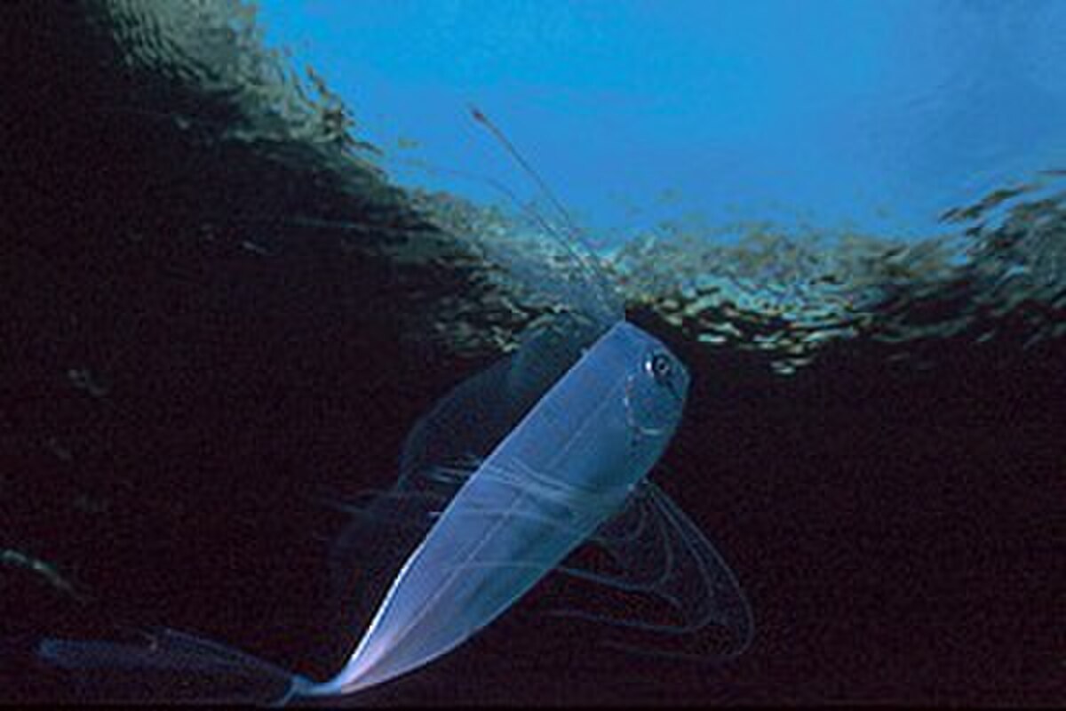 Trachipteridae