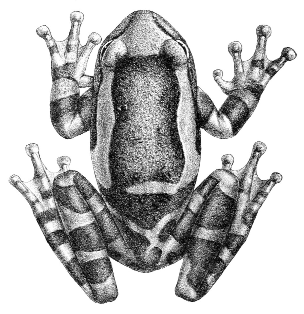 Trachycephalus coriaceus