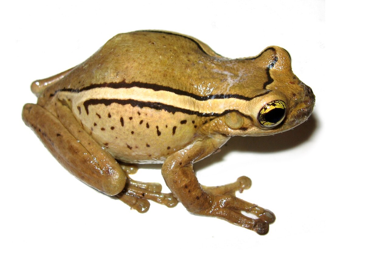 Trachycephalus mesophaeus