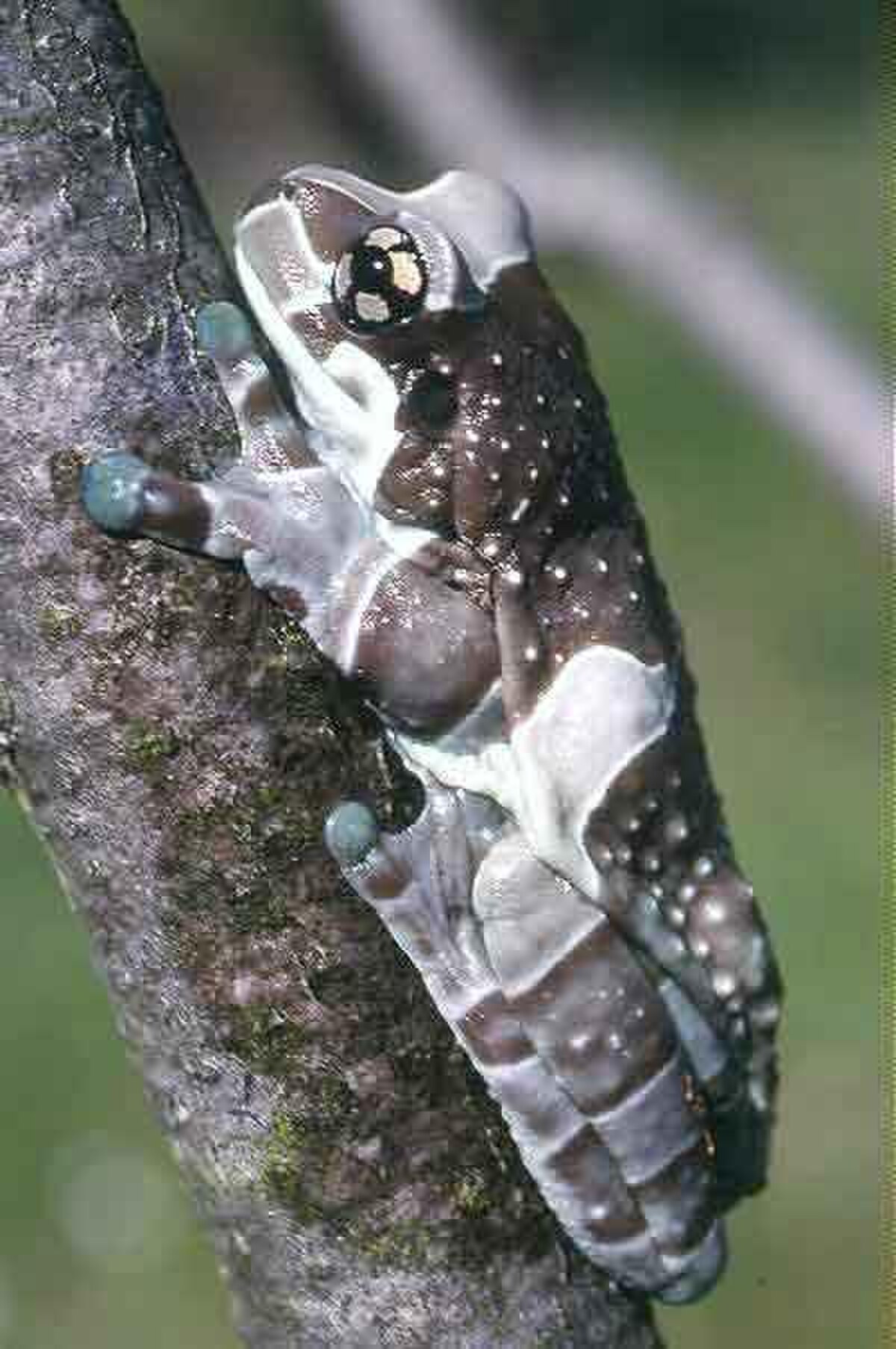 Trachycephalus