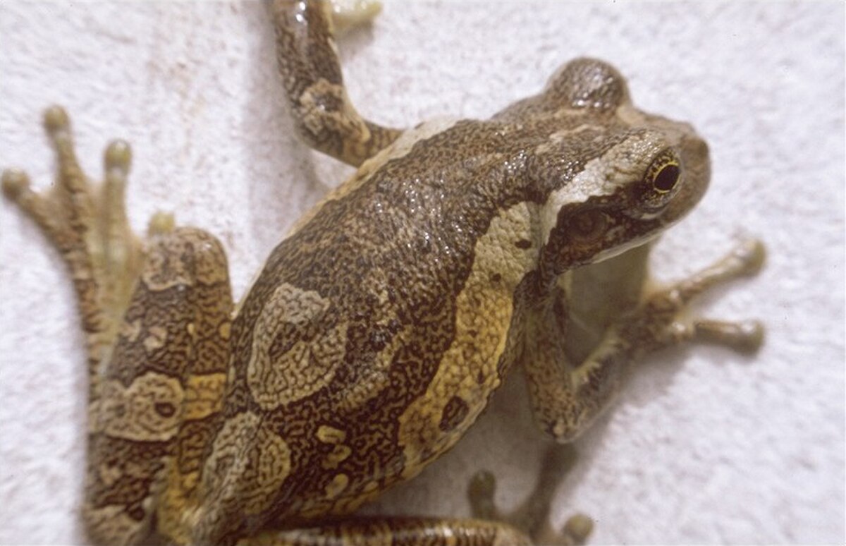 Trachycephalus venulosus