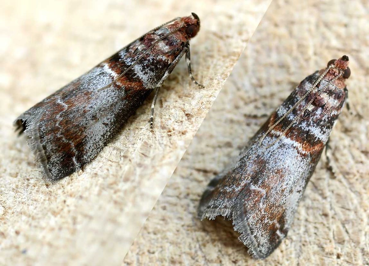 Phycitinae