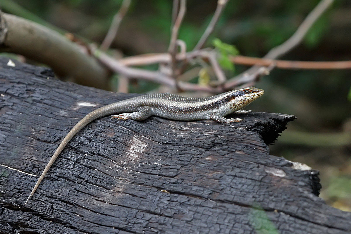Trachylepis