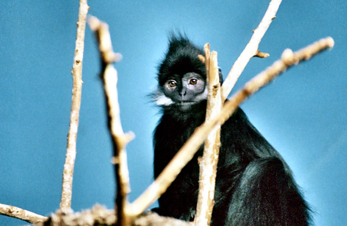 Trachypithecus francoisi