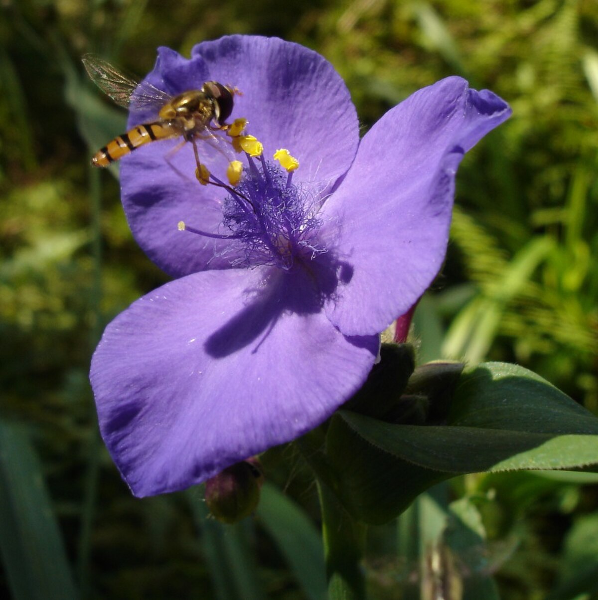 Tradescantia