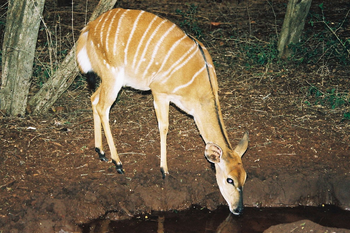 Nyala femelle