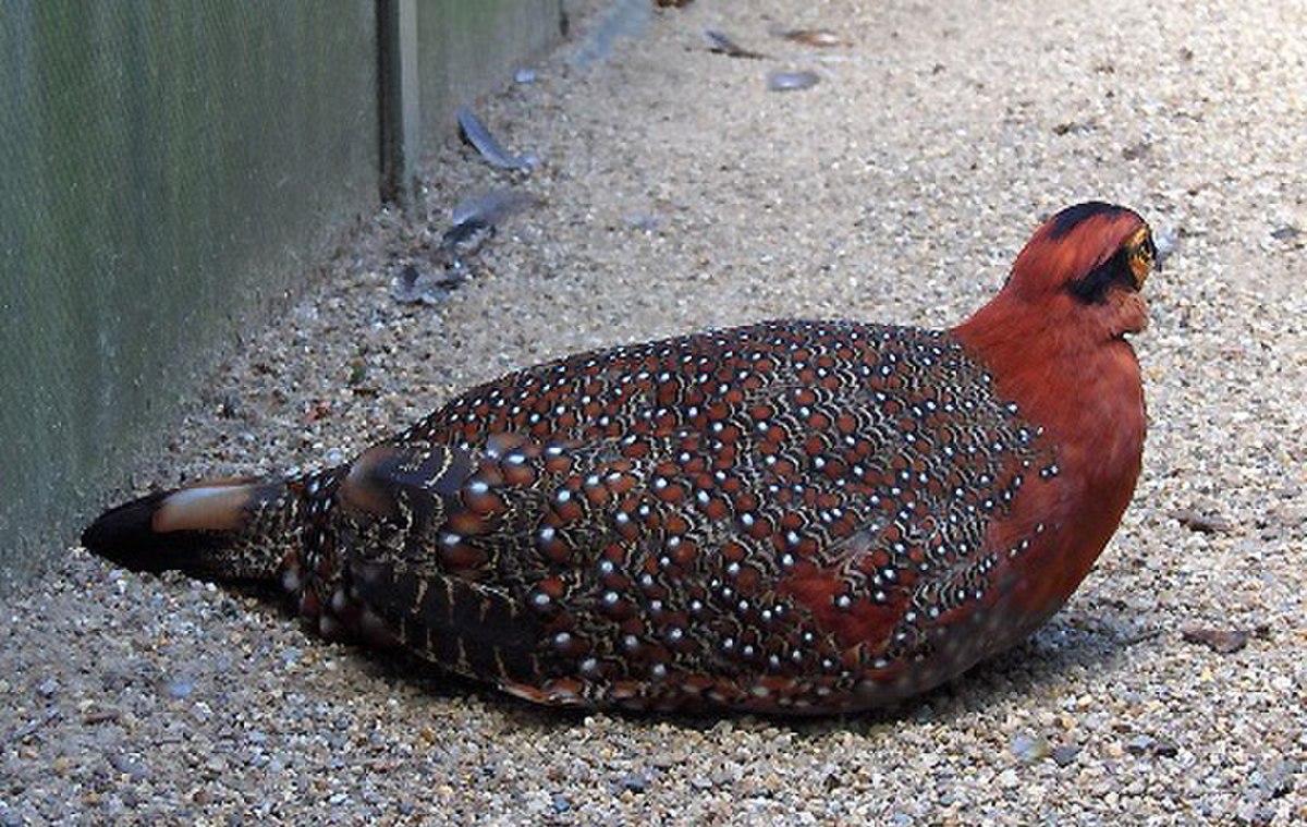Tragopan de Blyth