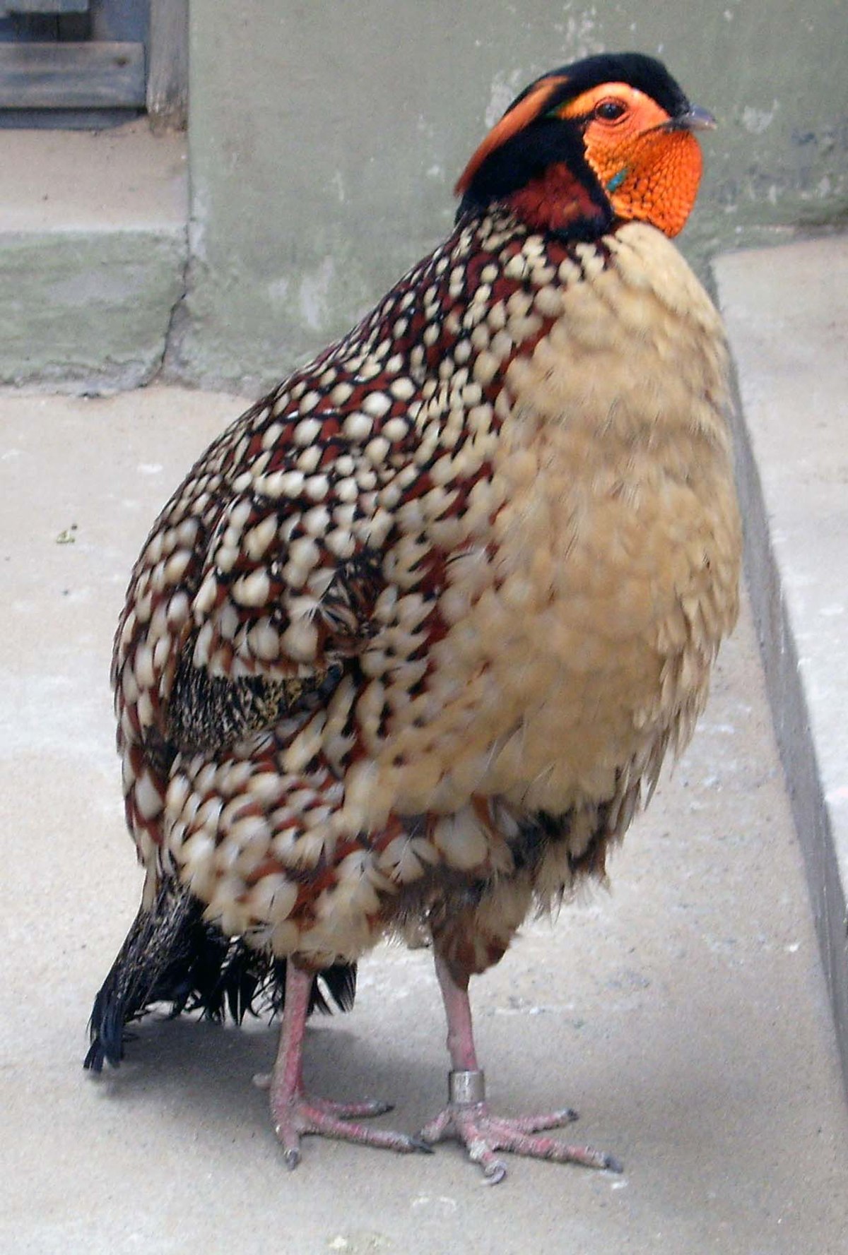 Tragopan de Cabot