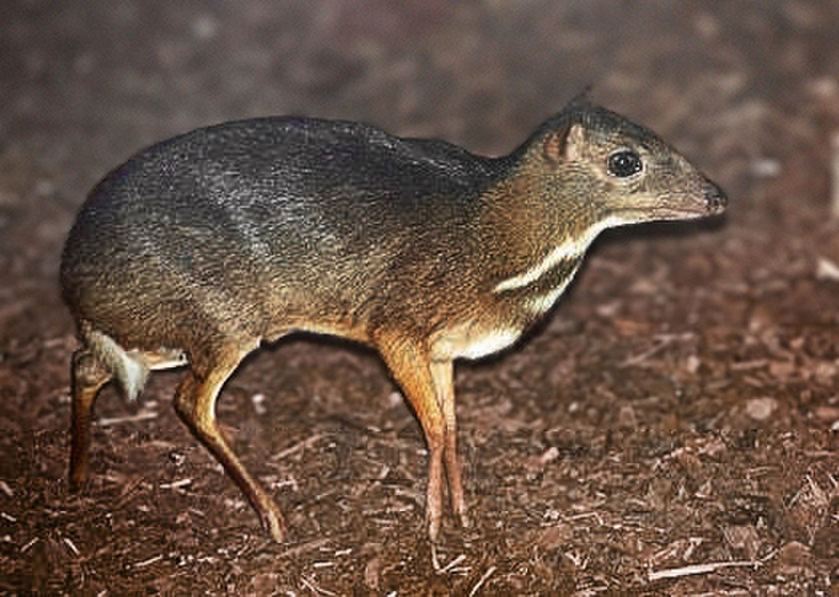 Tragulidae