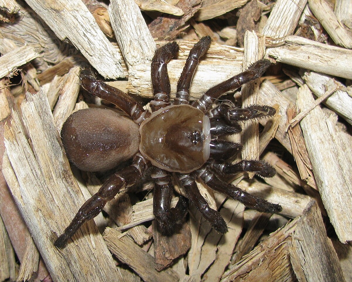 Ctenizidae
