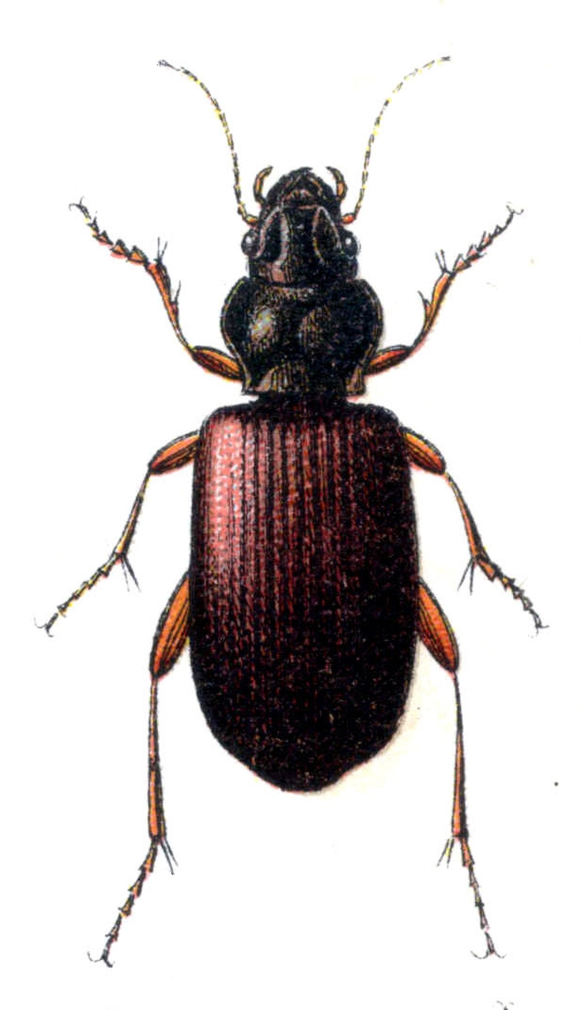 Trechus