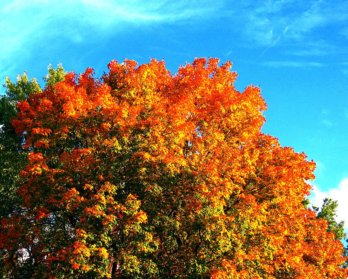 Tree 016.JPG