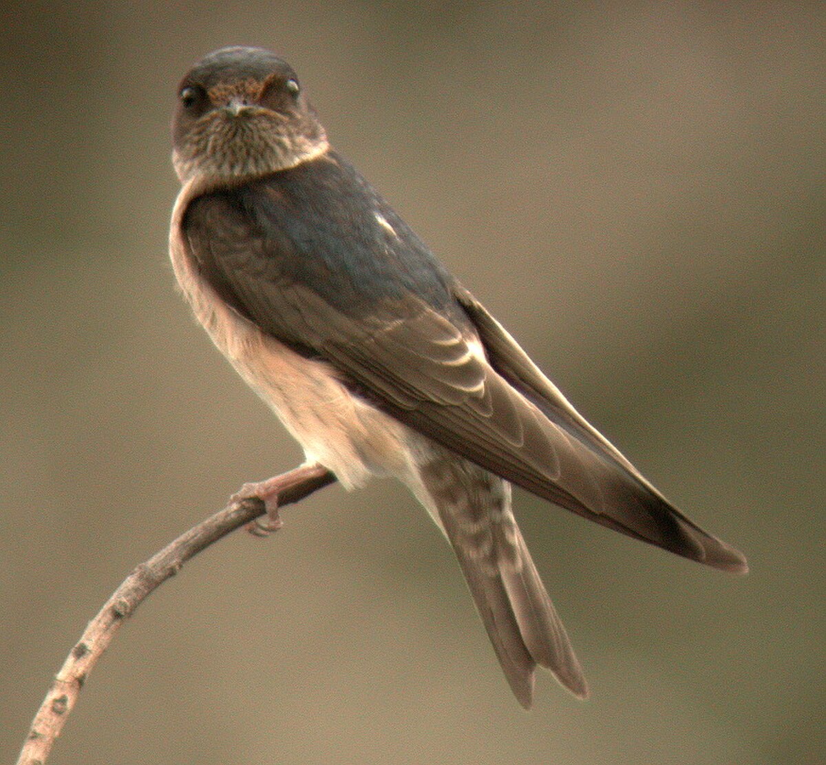 Hirondelle des arbres