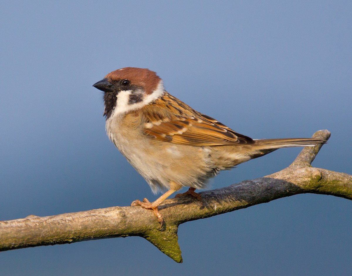 Moineau friquet