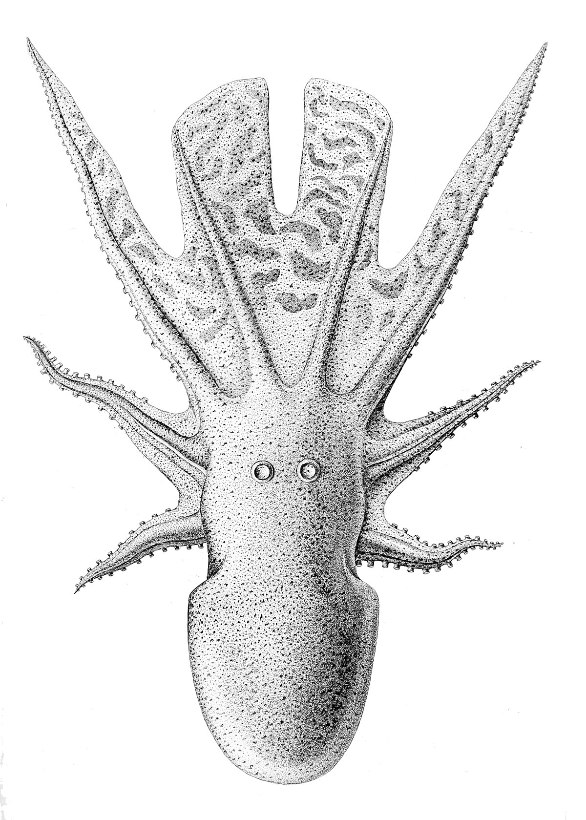 Tremoctopus